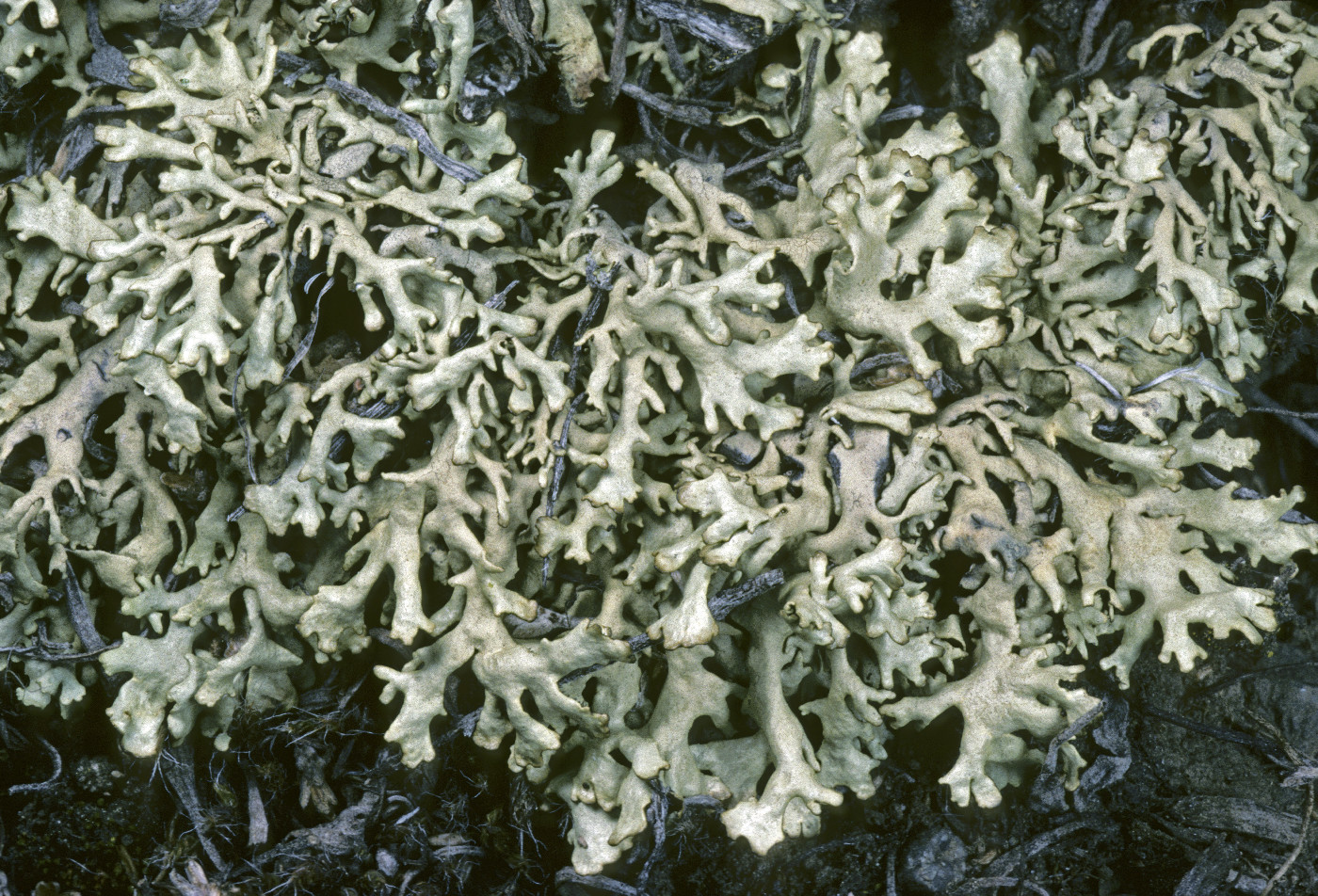 Xanthoparmelia wyomingica image