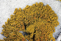 Xanthoria parietina image