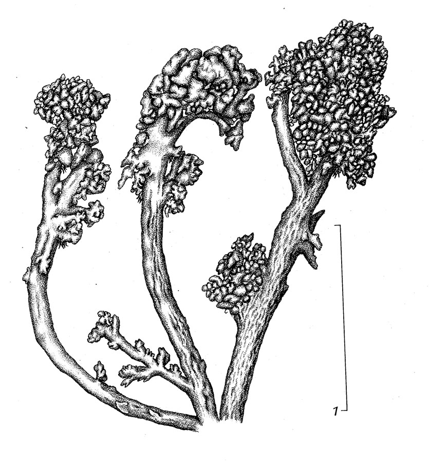 Stereocaulon botryosum image