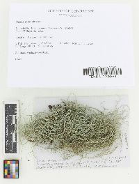 Usnea subscabrosa image