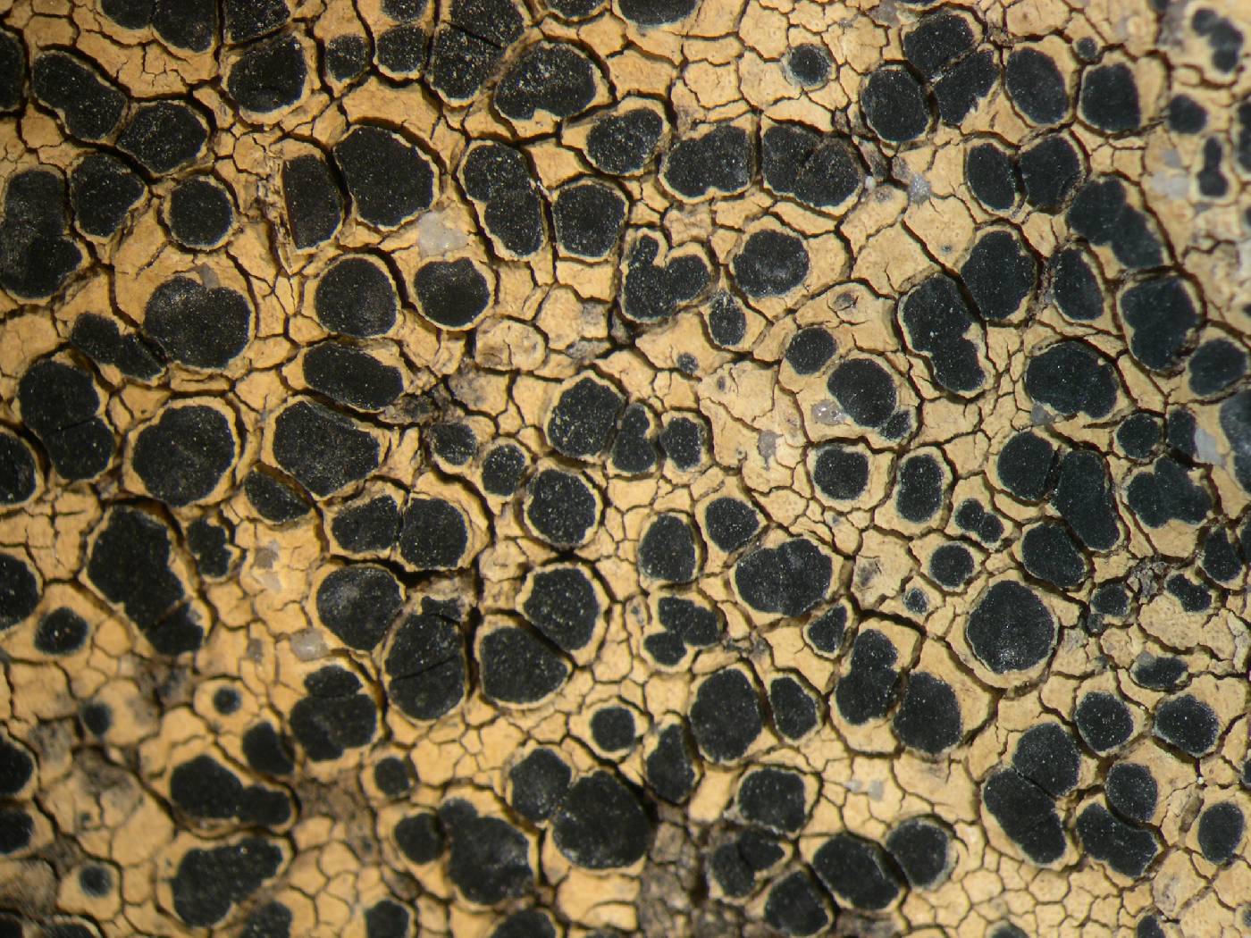 Tephromela atroviolacea image