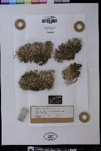 Cladonia nipponica image