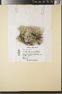 Cladonia conspicua image