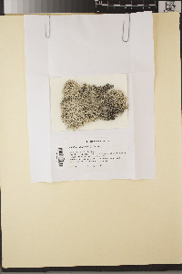 Cladonia sandstedei image