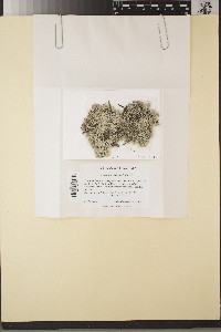 Cladonia evansii image