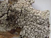 Varicellaria velata image