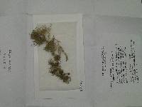 Usnea flavocardia image