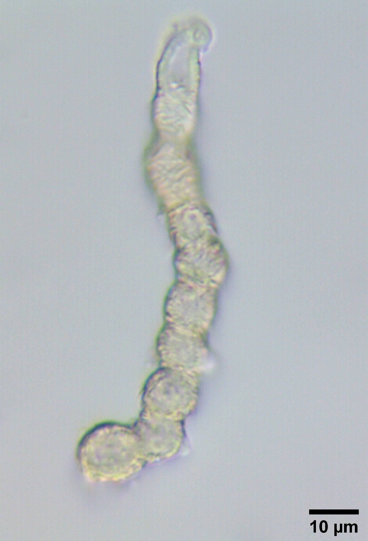 Kalchbrenneriella cyanescens image