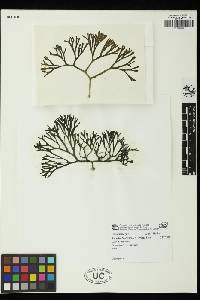 Punctelia rudecta image