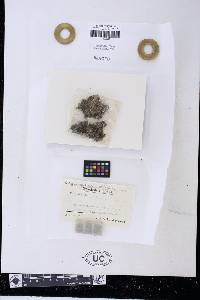 Enchylium limosum image