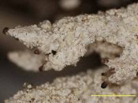 Image of Cladonia hitatiensis