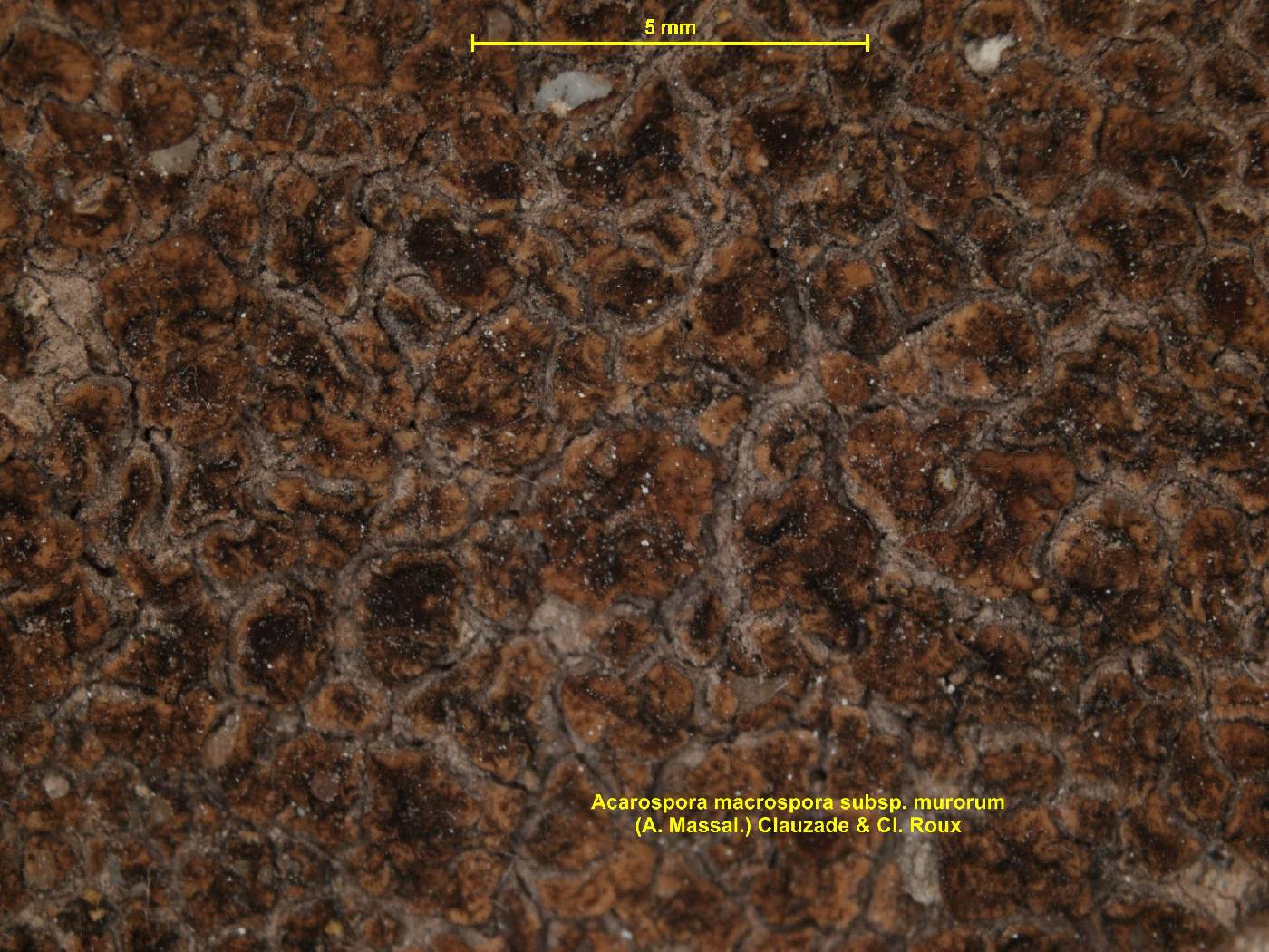 Acarospora macrospora image