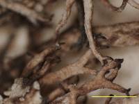 Image of Cladonia diplotypa