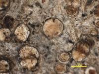 Lecanora salicicola image