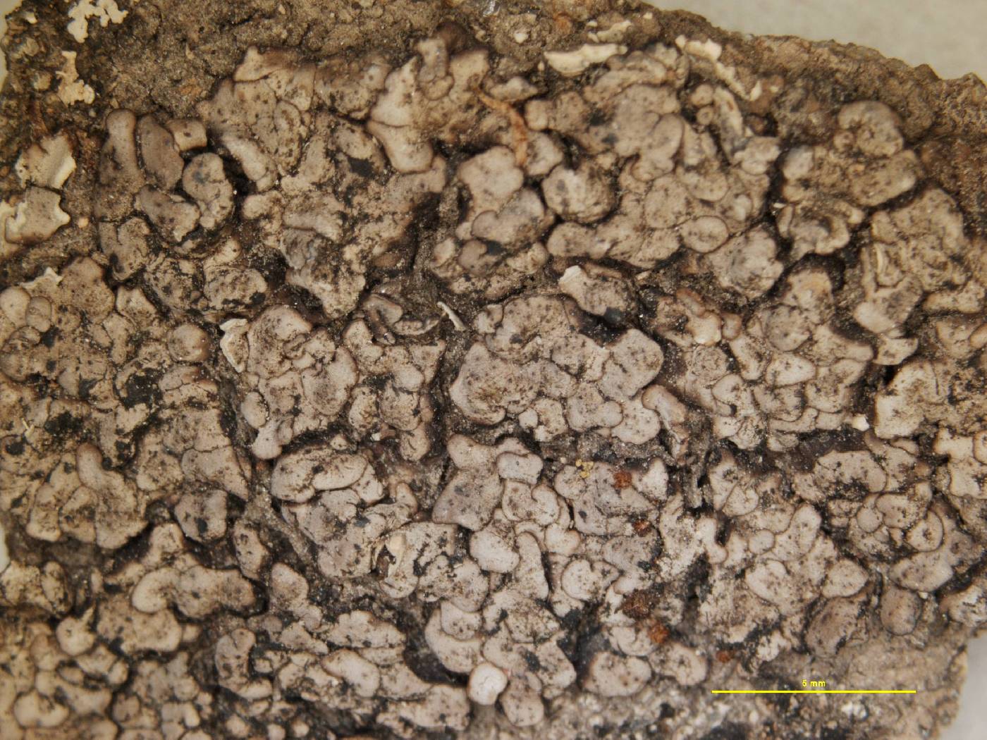 Placopyrenium heppioides image