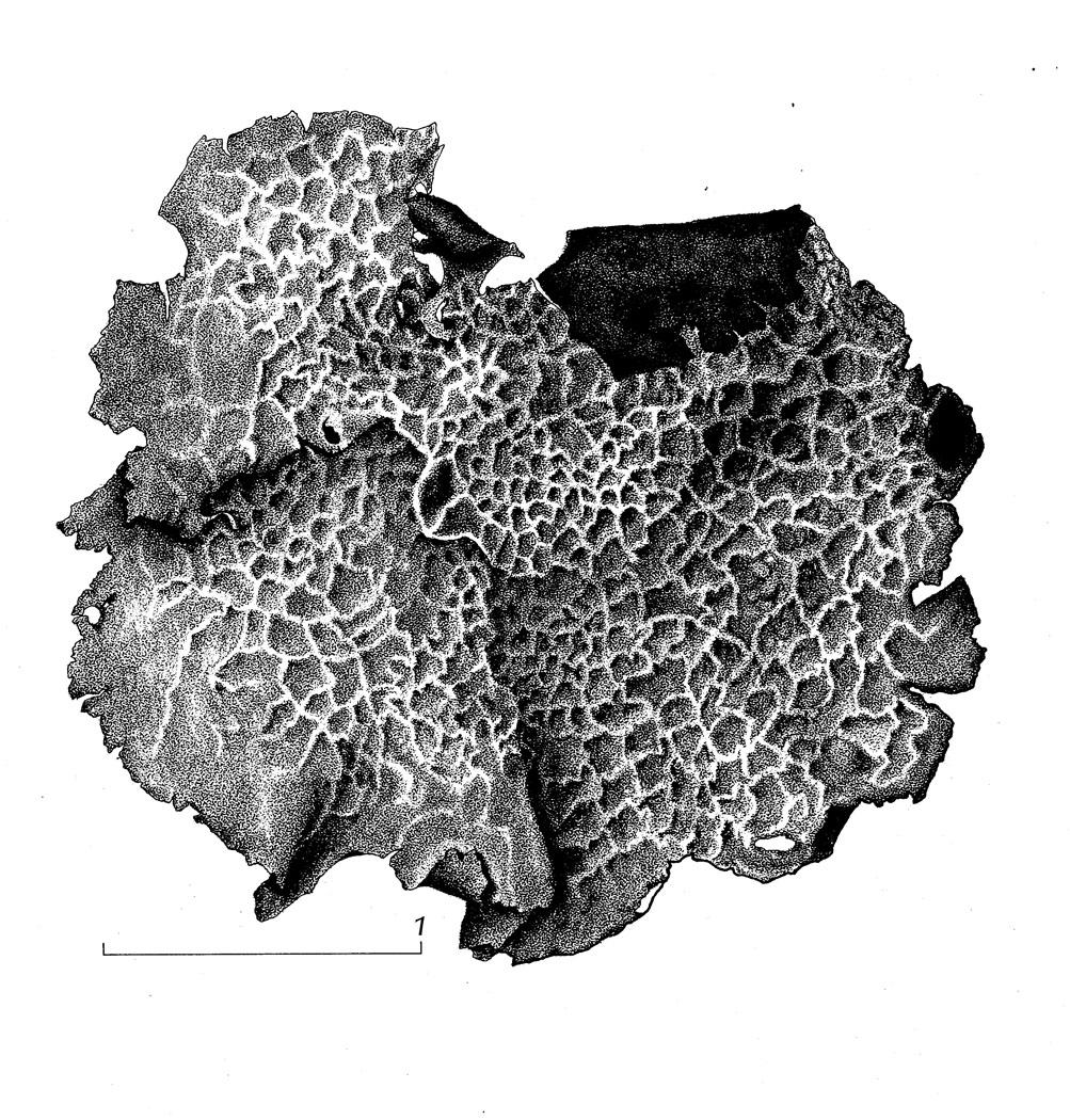 Umbilicaria subg. Agyrophora image