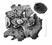 Umbilicaria hyperborea image