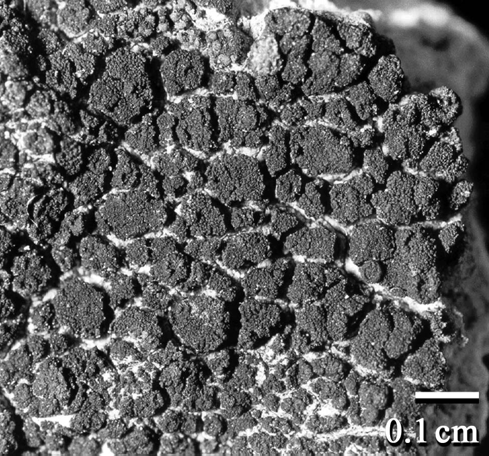 Stromatella image