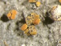 Image of Muellerella lichenicola