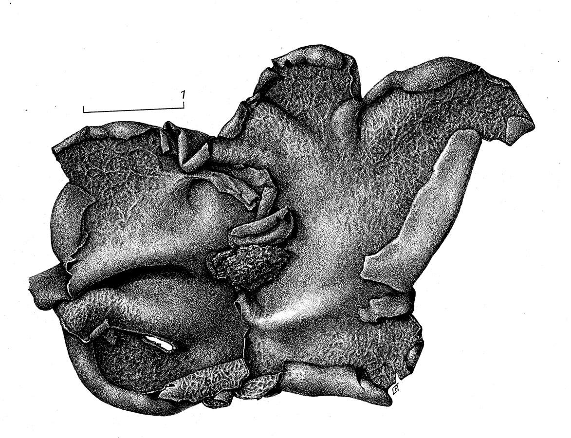 Dermatocarpon arnoldianum image