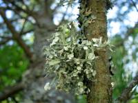 Ramalina americana image