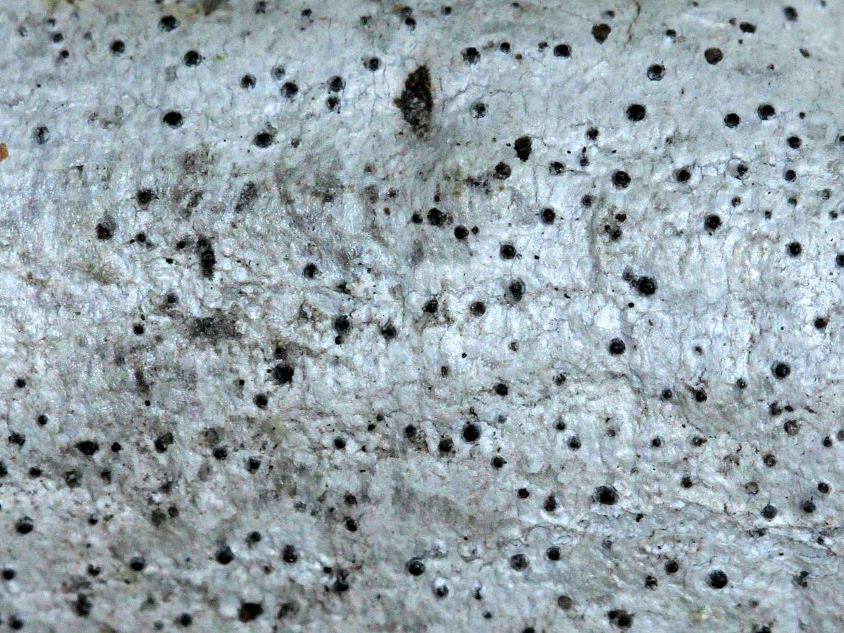 Eopyrenula leucoplaca image