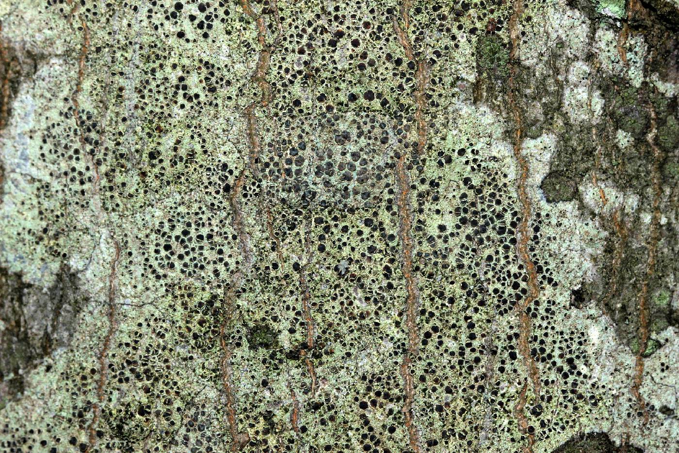 Lecanora mughicola image