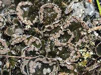 Peltigera extenuata image