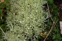 Cladonia amaurocraea image