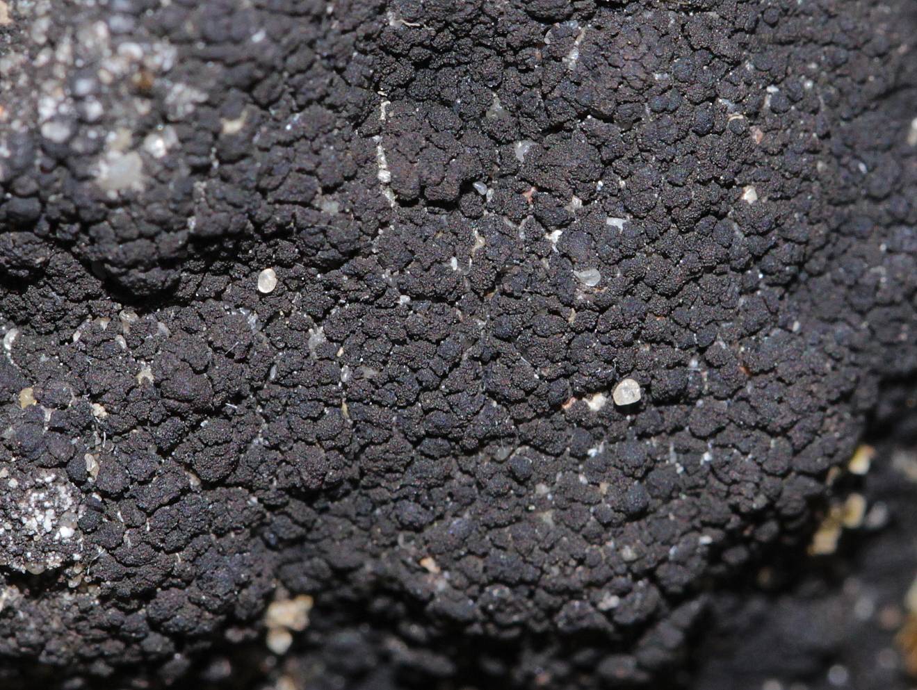 Placynthiella icmalea image