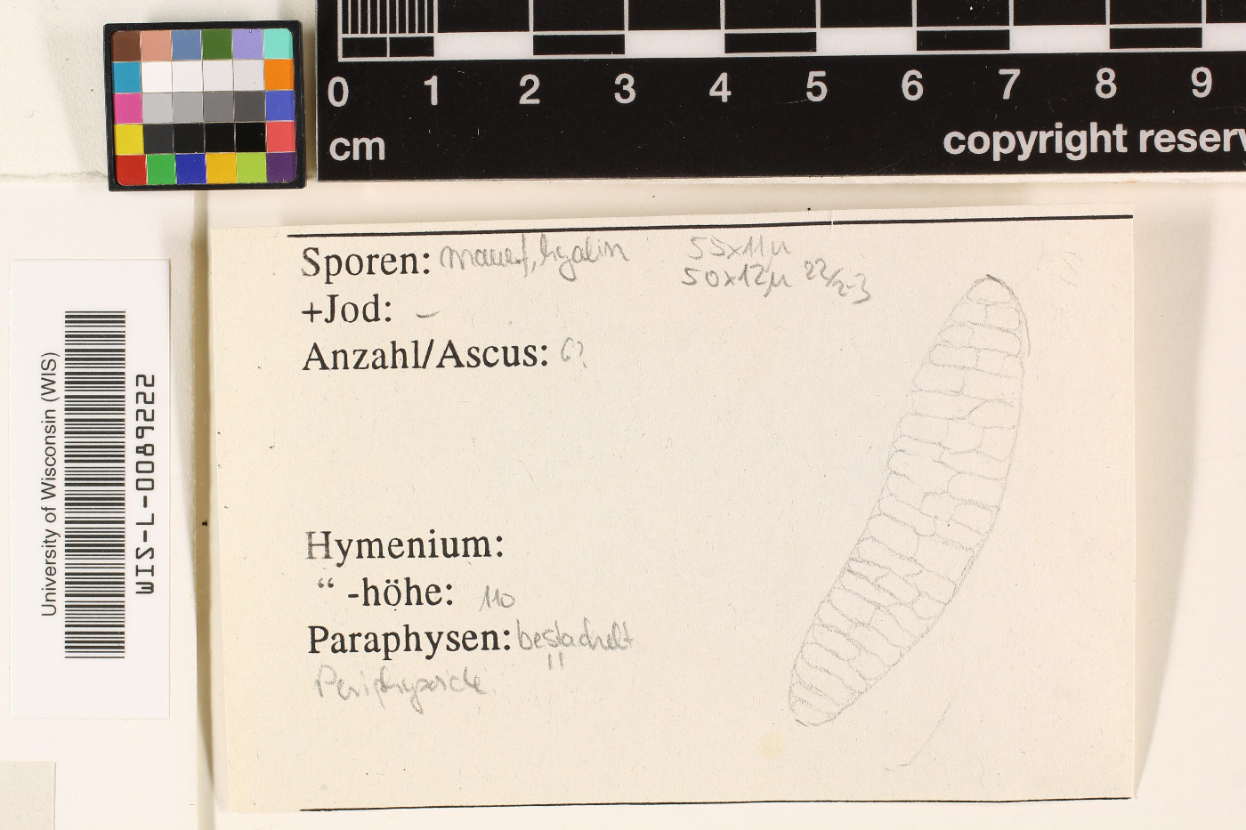 Acanthothecis hololeucoides image