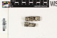 Baculifera pseudomicromera image