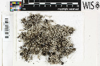 Image of Cladonia friabilis