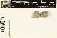 Acrocordia macrospora image