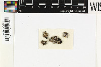 Gyalideopsis peruviana image