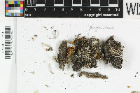 Gyalideopsis stipitata image