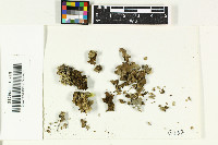 Sticta ambavillaria image