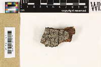 Coenogonium frederici image