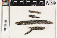Toniniopsis subincompta image