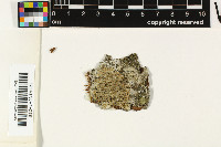 Bacidia testacea image