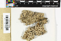 Baeomyces placophyllus image