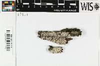 Brigantiaea microcarpa image