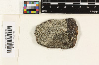 Lecanora oreinoides image