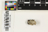 Lecanora oreinoides image