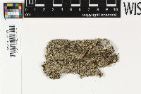 Bacidia chapadensis image