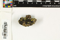 Acarospora robiniae image