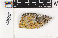 Caloplaca pygmaea image