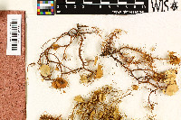 Usnea cladocarpa image