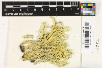 Nephromopsis cucullata image