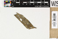 Epibryon lichenicola image